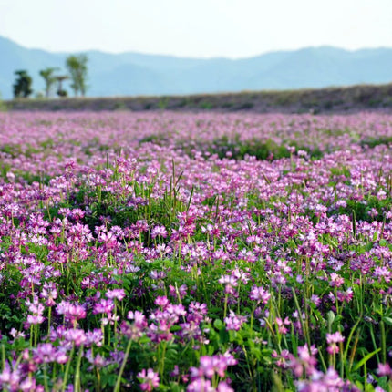 Honey Group Order - Mountain Valley Alfalfa Honey - Local PIck Up Only