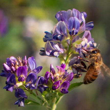 Honey Group Order - Mountain Valley Alfalfa Honey - Local PIck Up Only