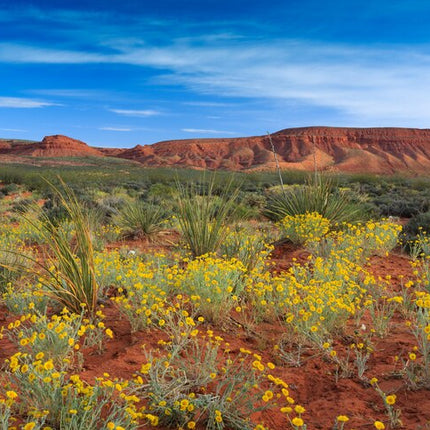 LOCAL Desert Wildflower Honey - Black Friday Deal!  Almost sold out!